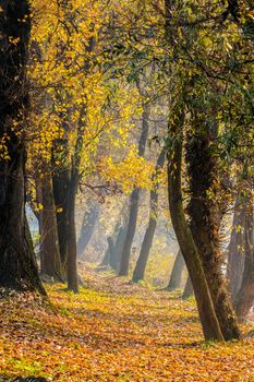 trail through  the deep autumn forest with foliage in morning light