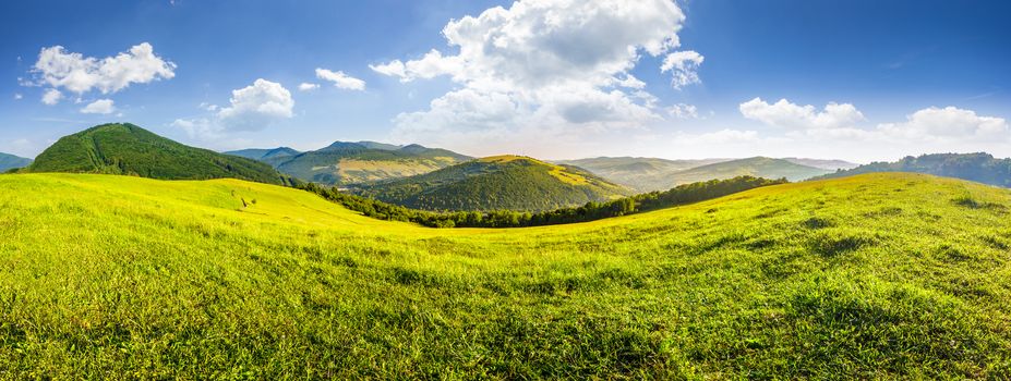 panoramic summer landscape. Hillside meadow in high mountains in morning light