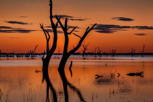 Dusk skies and silhouettes over the magnificent Menindee Lakes in far outback NSW, an oasis in a harsh dry desert landscapes. There is a lot of contention over water usage of the Murray Darling river system and lakes