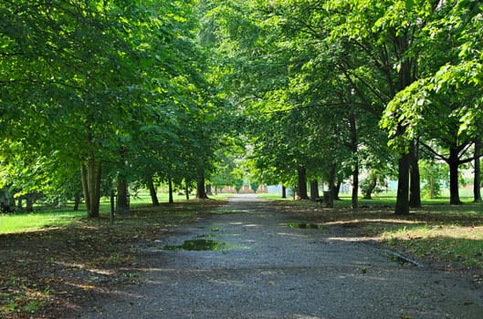 Park asphalt pathway surrounded with trees, summer time