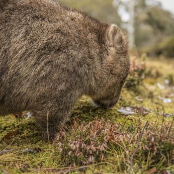 Large adorable wombat during the day looking for grass to eat in Cradle Mountain, Tasmania