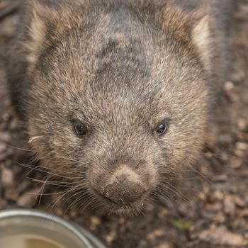 Large adorable wombat during the day looking for grass to eat in Cradle Mountain, Tasmania