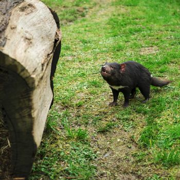 Tasmanian Devil during the day found in Hobart, Tasmania.