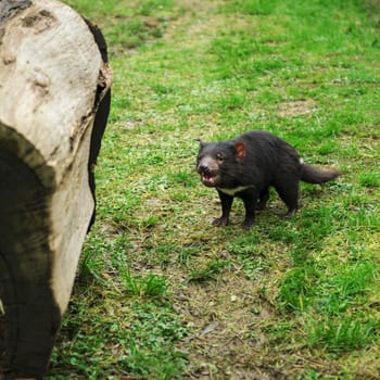 Tasmanian Devil during the day found in Hobart, Tasmania.