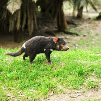 Tasmanian Devil during the day found in Hobart, Tasmania.