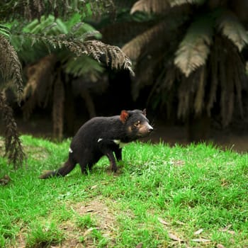 Tasmanian Devil during the day found in Hobart, Tasmania.