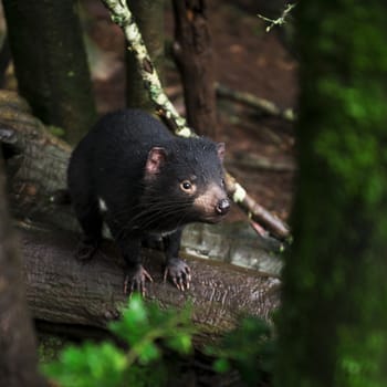 Tasmanian Devil during the day found in Hobart, Tasmania.