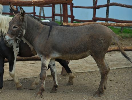 Donkey standing next to pony outside stable