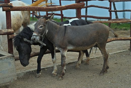 Donkey holding halter while pony leading the way
