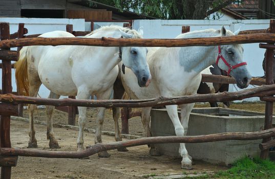 White horses behind a wooden fence