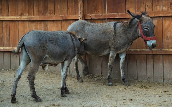 Young donkey sucking milk from his mom