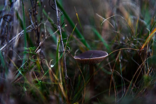 Mushroom grey little in the grass closeup