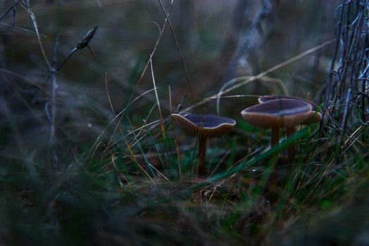 Mushrooms Grey In The Grass Closeup