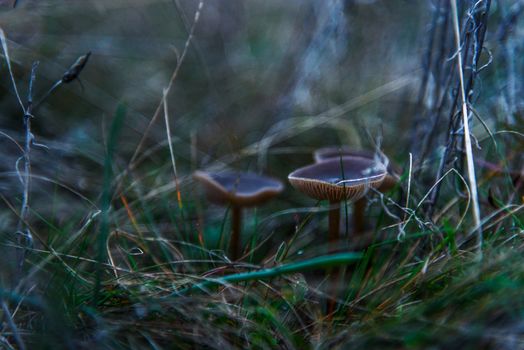 Mushrooms Grey Little In The Grass Closeup