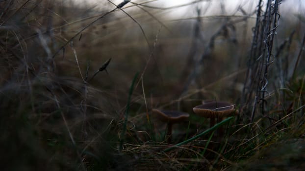 Mushrooms Grey Little In The Field Grass Closeup