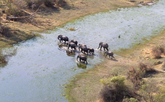 Elephant family crossing water in the Okavango delta (Botswana), aerial shot