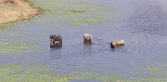 Elephants in the Okavango delta (Botswana), aerial shot