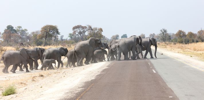 Large elephant family crossing a road - Namibia