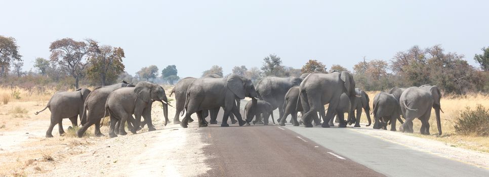 Large elephant family crossing a road - Namibia