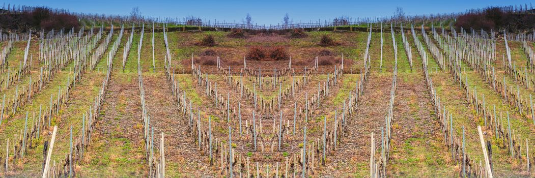 View of vineyards in beautiful Moselle valley in Germany