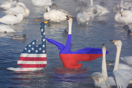 Sanction or conflict concept, Fighting Swans as USA against Russia