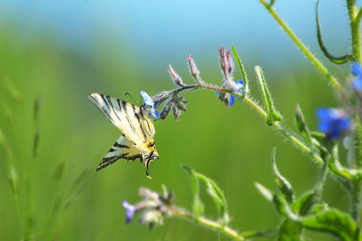 Butterfly Papilio Machaon sitting on summer flower