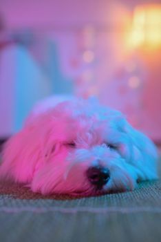 White puppy maltese dog sleeping on carpet