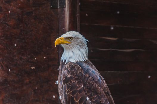 Portrait of a bald eagle emblem of the united states of america