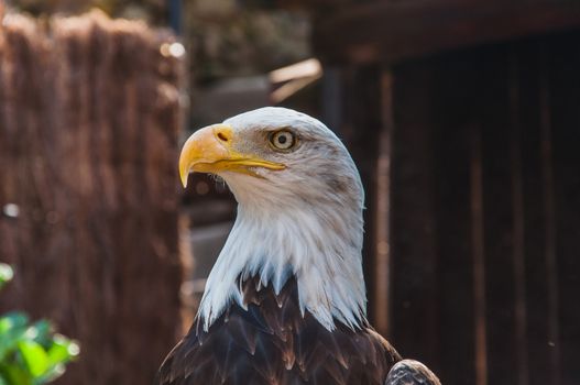 Portrait of a bald eagle emblem of the united states of america