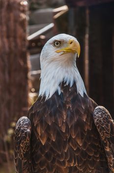 Portrait of a bald eagle emblem of the united states of america
