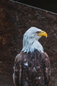 Portrait of a bald eagle emblem of the united states of america