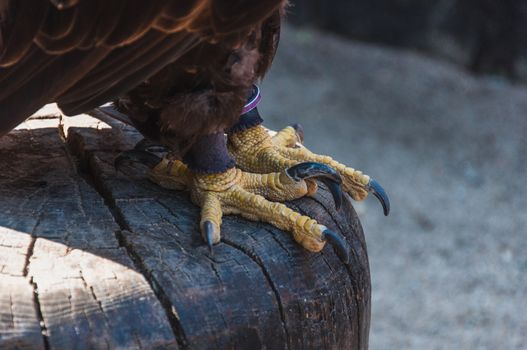 Paws and talons of a bald eagle emblem of the united states of america