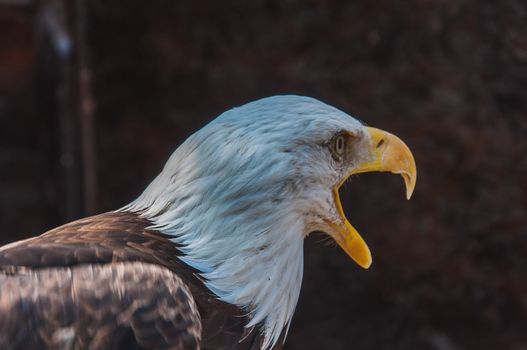 Portrait of a bald eagle emblem of the united states of america