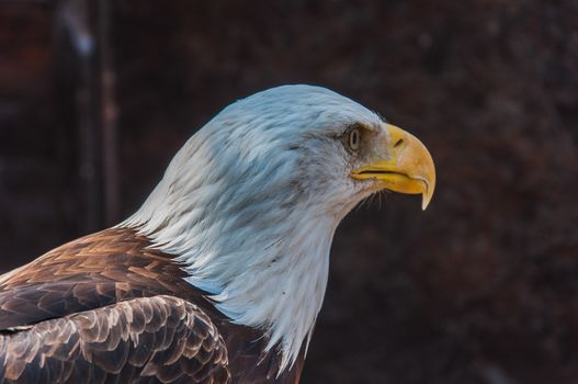 Portrait of a bald eagle emblem of the united states of america