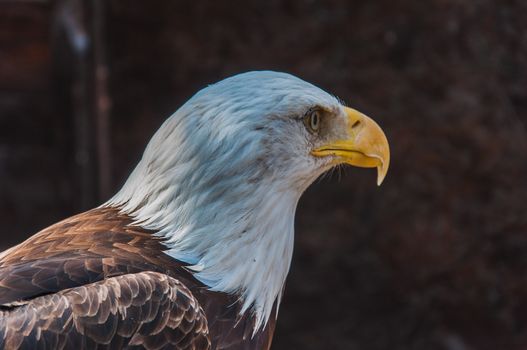 Portrait of a bald eagle emblem of the united states of america