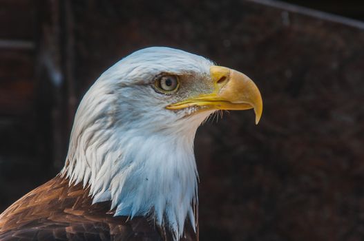 Portrait of a bald eagle emblem of the united states of america