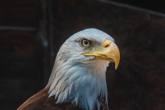 Portrait of a bald eagle emblem of the united states of america