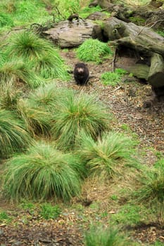 Tasmanian Devil during the day found in Hobart, Tasmania.