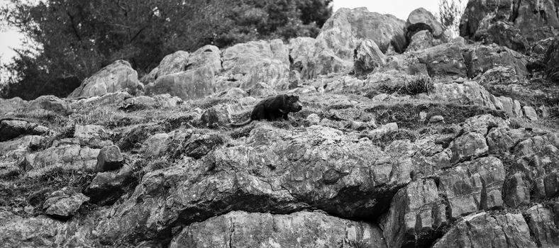 Tasmanian Devil during the day found in Hobart, Tasmania.