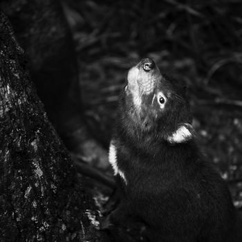 Tasmanian Devil during the day found in Hobart, Tasmania.