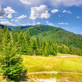 coniferous forest on a steep mountain slope