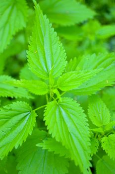Green fresh nettle background of nettle in the forest