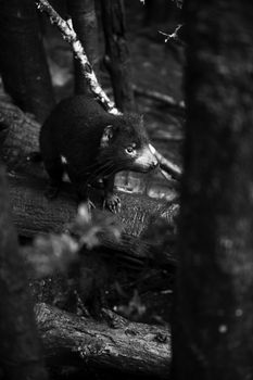 Tasmanian Devil during the day found in Hobart, Tasmania.