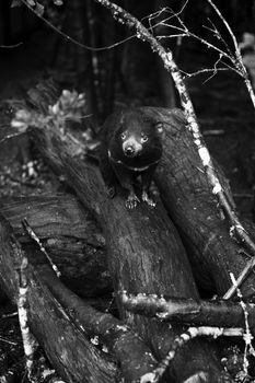 Tasmanian Devil during the day found in Hobart, Tasmania.