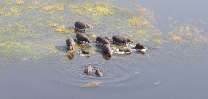 Aerial view of Hippopotamus (Hippopotamus amphibius) in the water, Okavango, Botswana