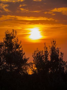 Beautiful sunset with tree silhouette at Corfu, Greece.