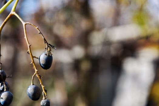 Wasp eats fruit grapes closeup