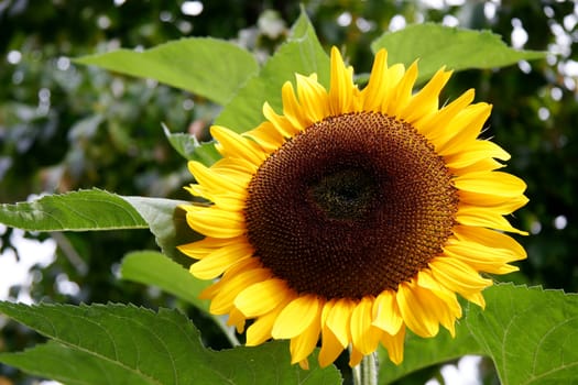 Magnificent Sunflower in full bloom