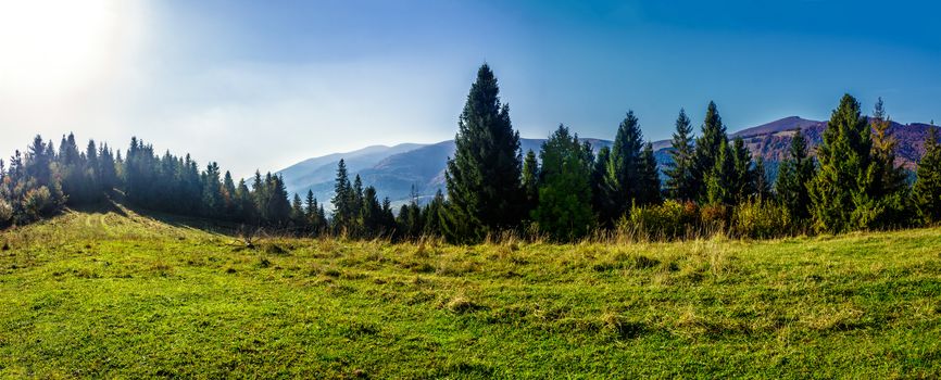autumn landscape in mountains. spruce forest on the hillside meadow