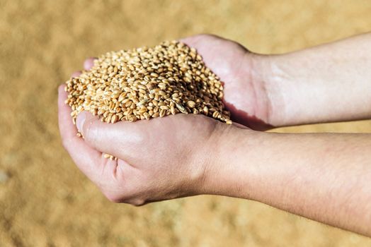 Men's hands holding a heap of of ripe wheat grains against the background of spilled grain